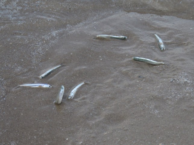 Peixinhos presos na areia quando a onda ia embora