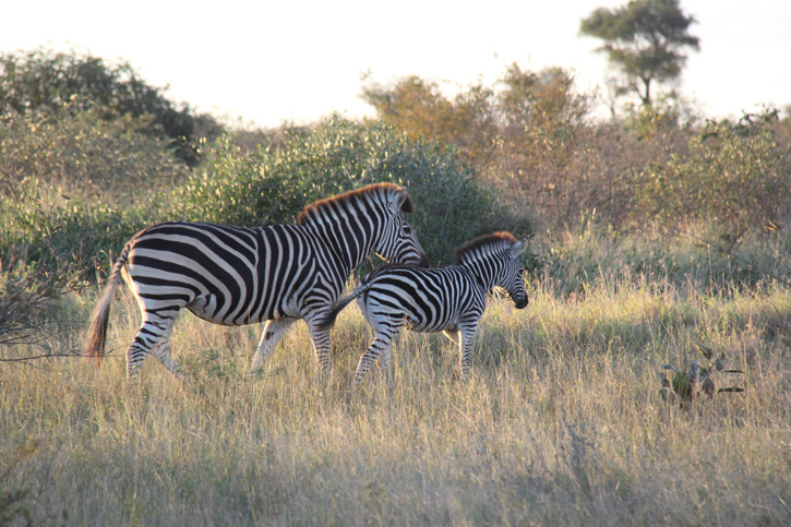 Zebras