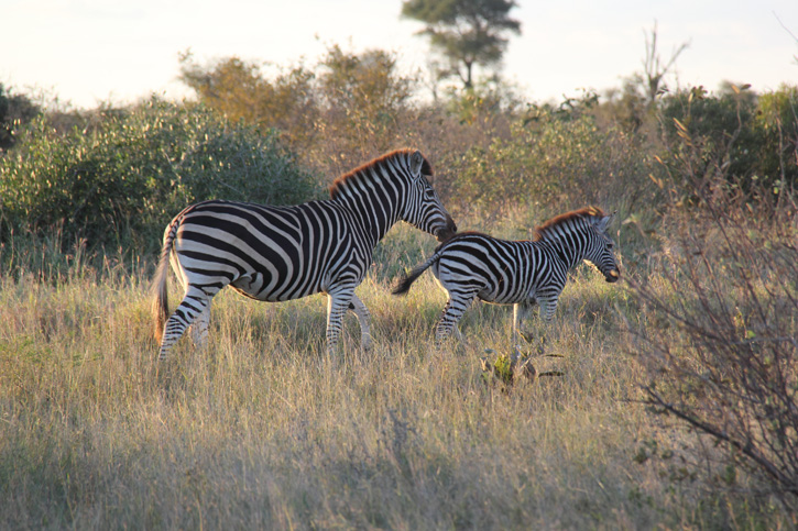 Zebras