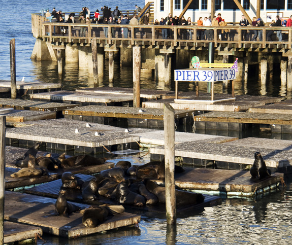 sealions