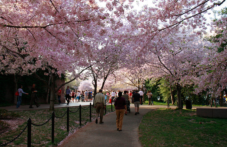 cherryblossoms