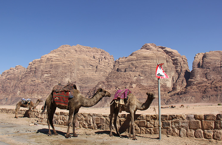 cameloswadirum