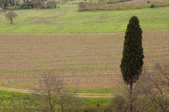 ciprestetoscana