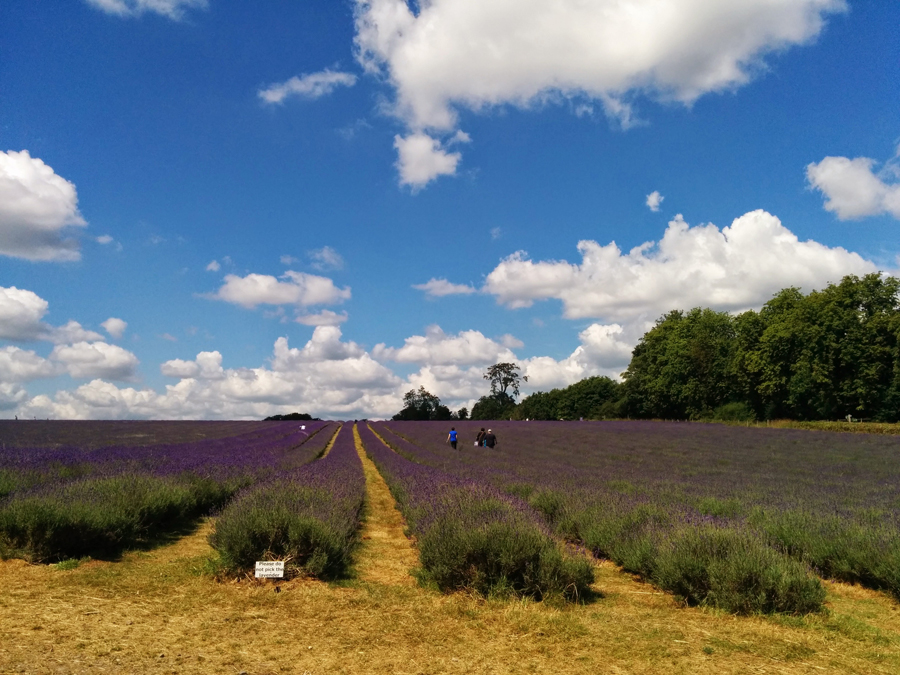 campo de lavanda perto de londres