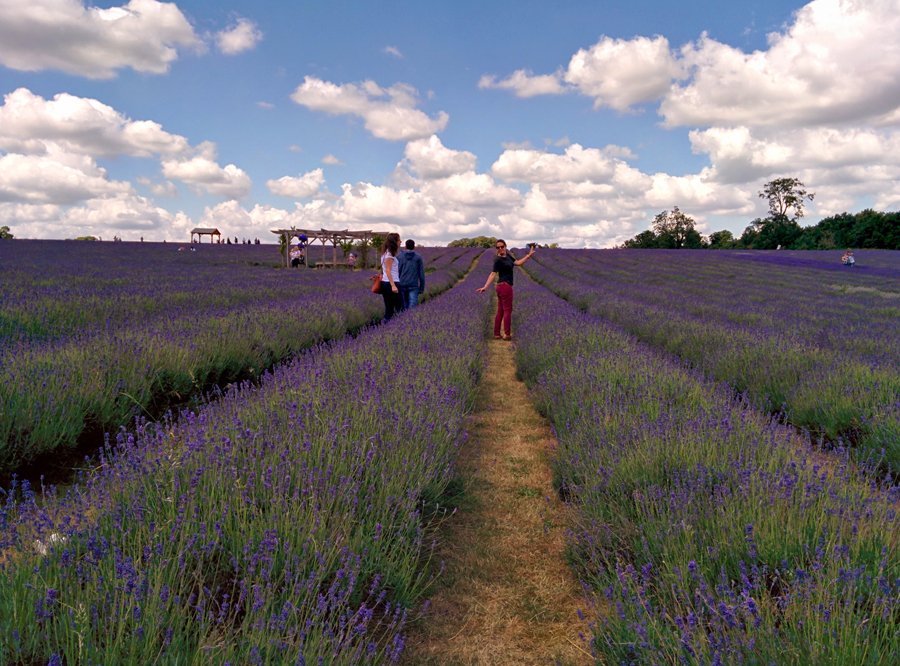 campo de lavanda perto de londres