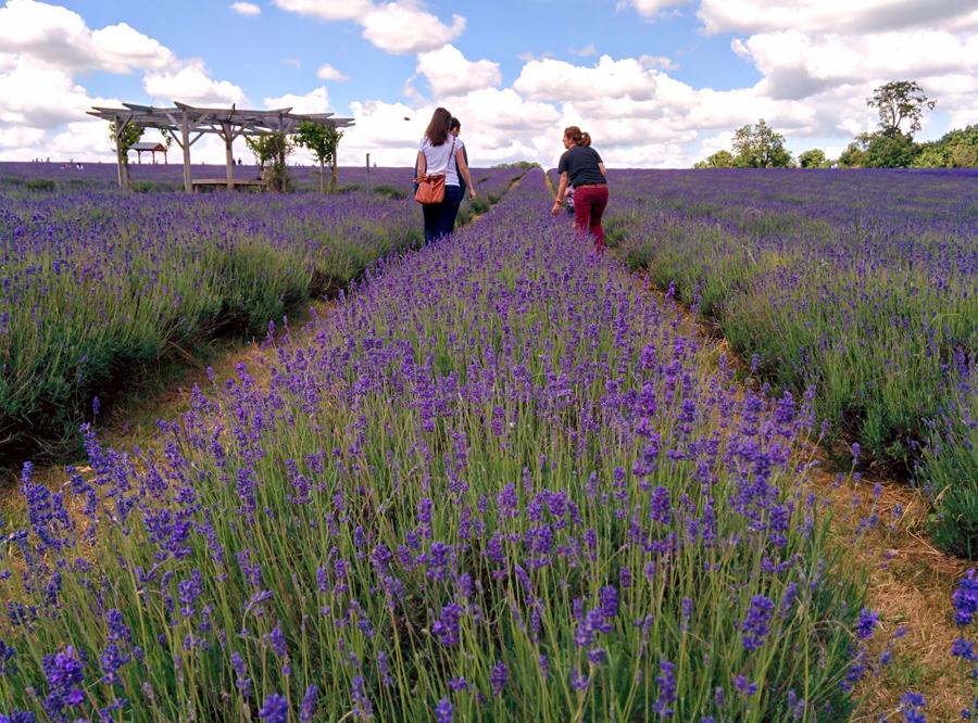 campo de lavanda perto de londres