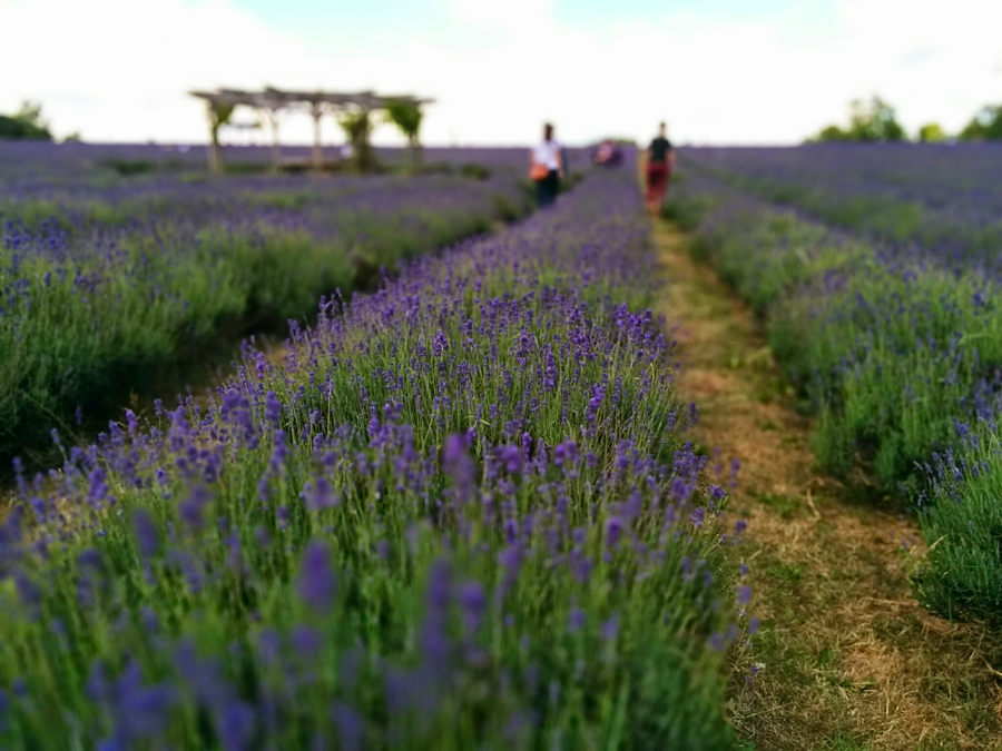 campo de lavanda perto de londres