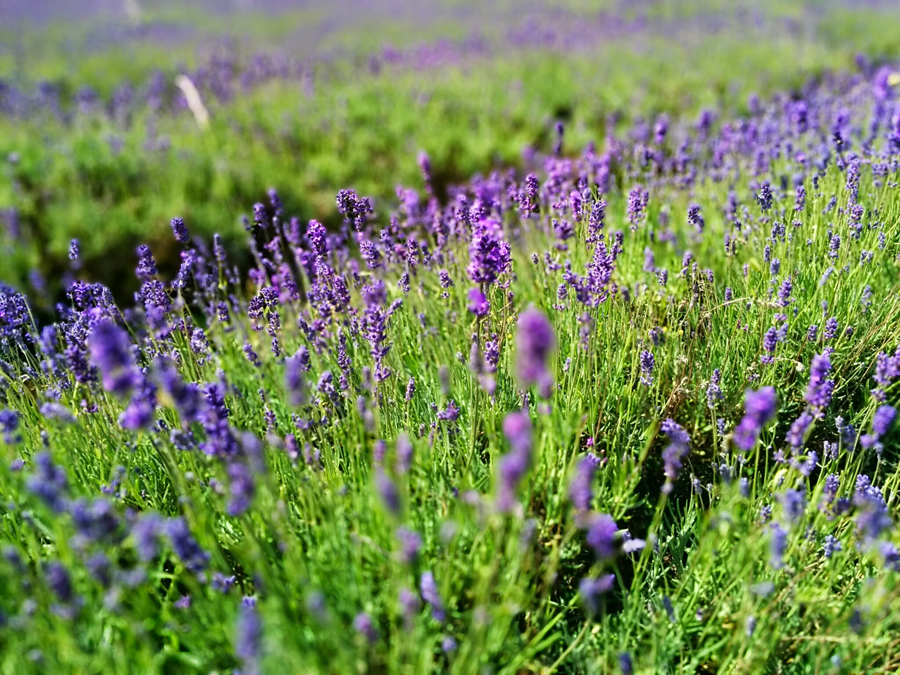 campo de lavanda perto de londres