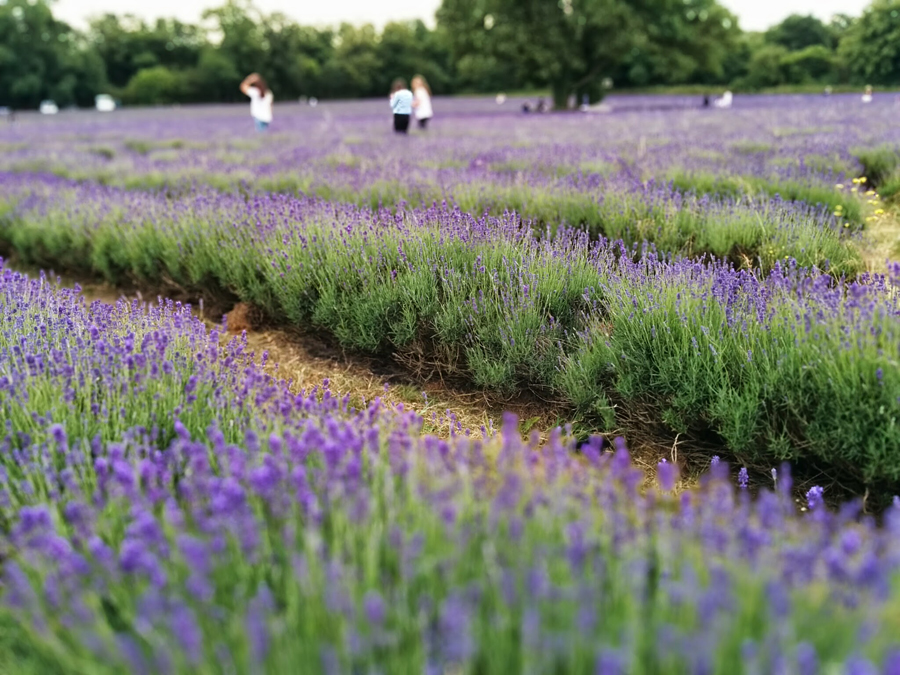 campo de lavanda perto de londres