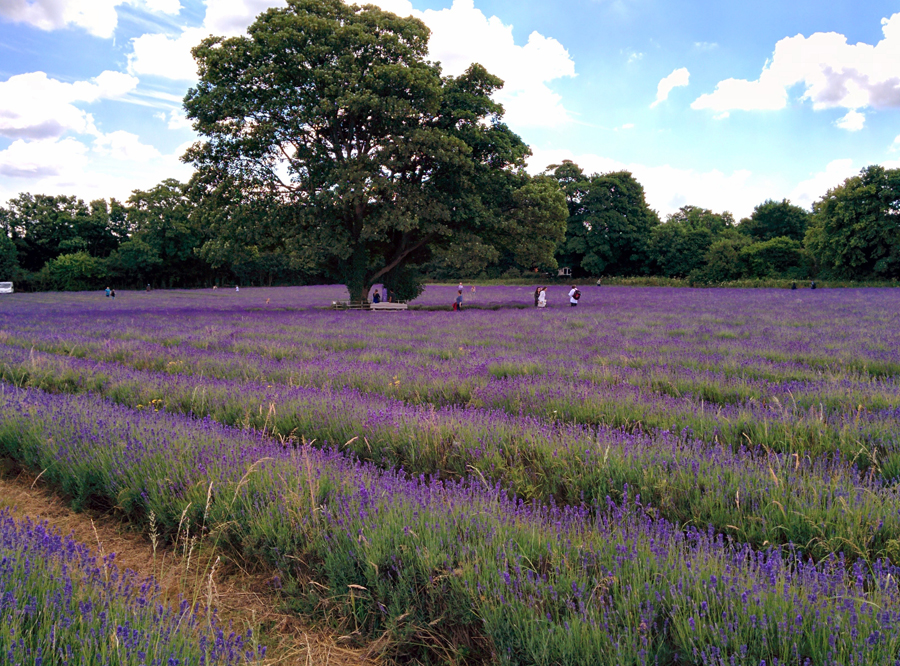 campo de lavanda perto de londres