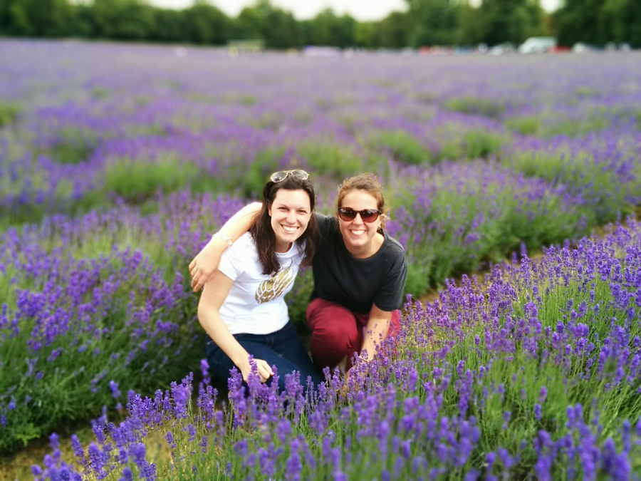 campo de lavanda perto de londres