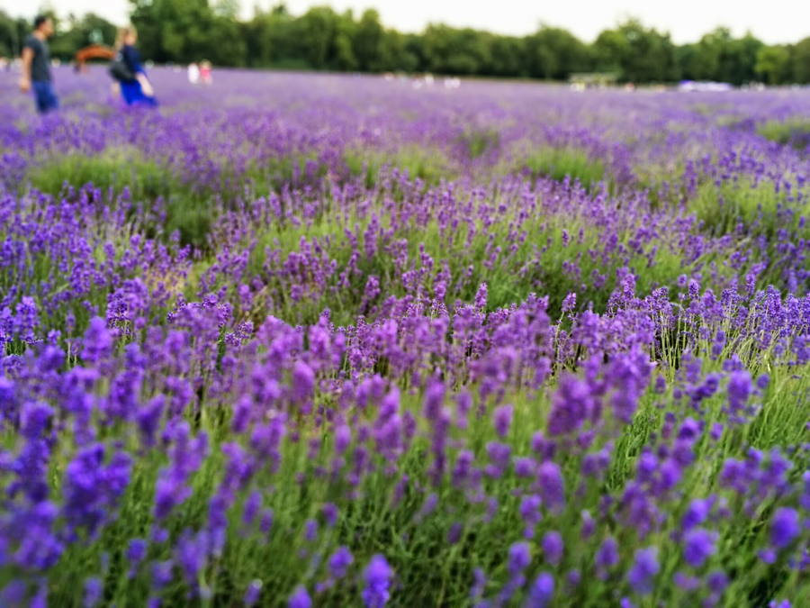 campo de lavanda perto de londres