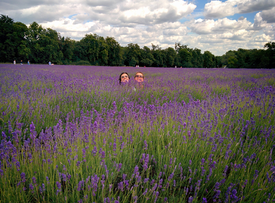 campo de lavanda perto de londres