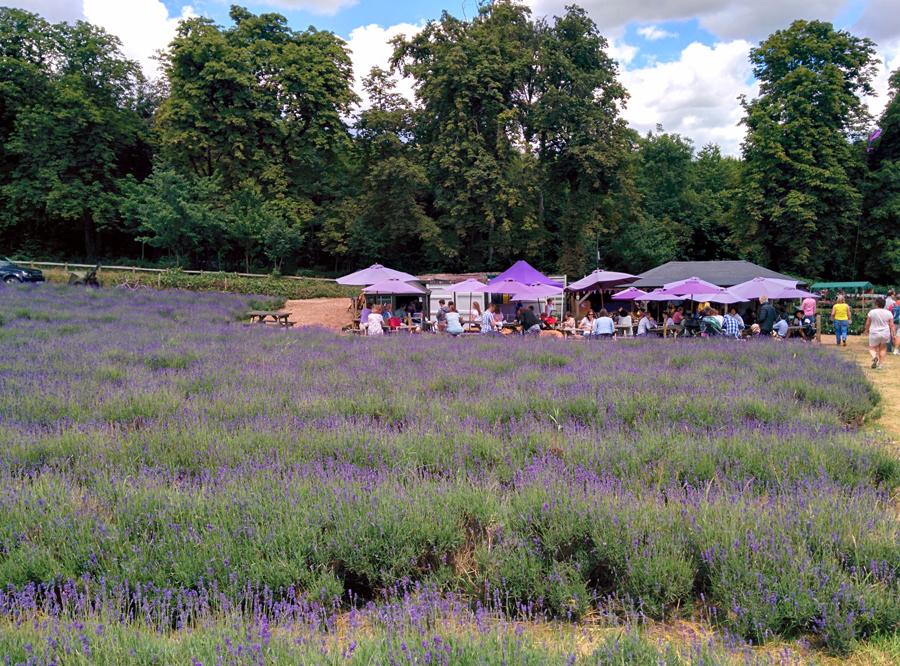 campo de lavanda perto de londres