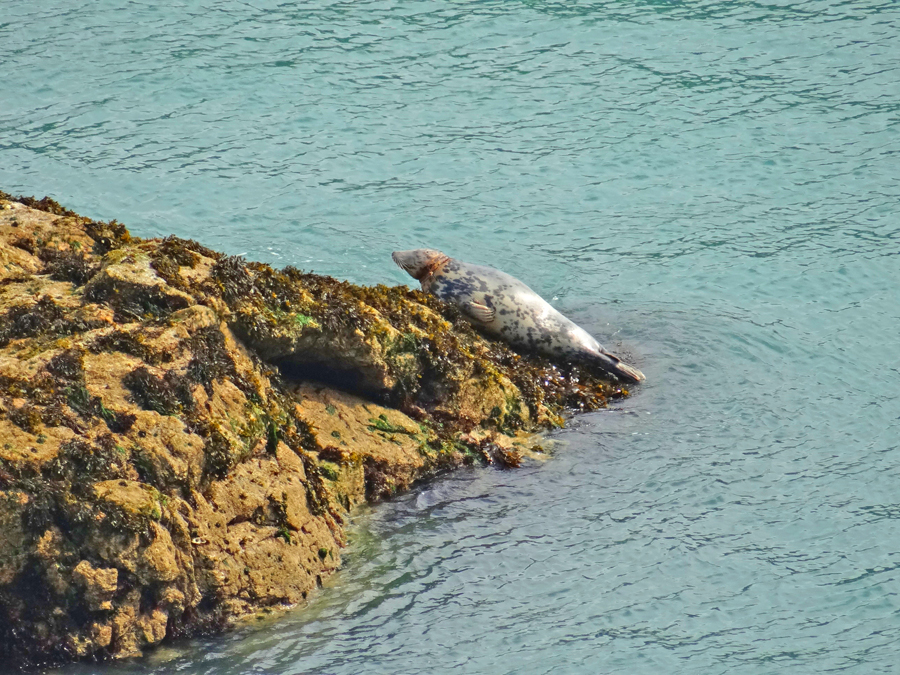 Skomer Pais de Gales-AdV (1)