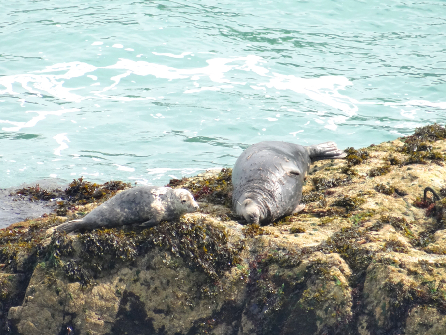 Skomer Pais de Gales-AdV (13)