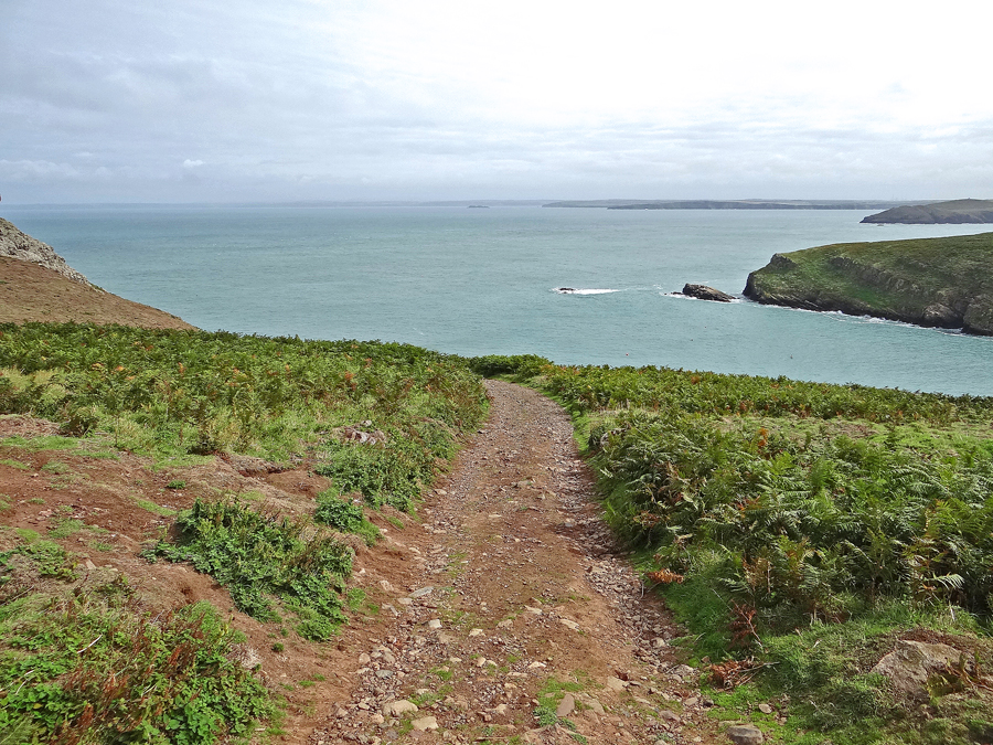 Skomer Pais de Gales-AdV (6)