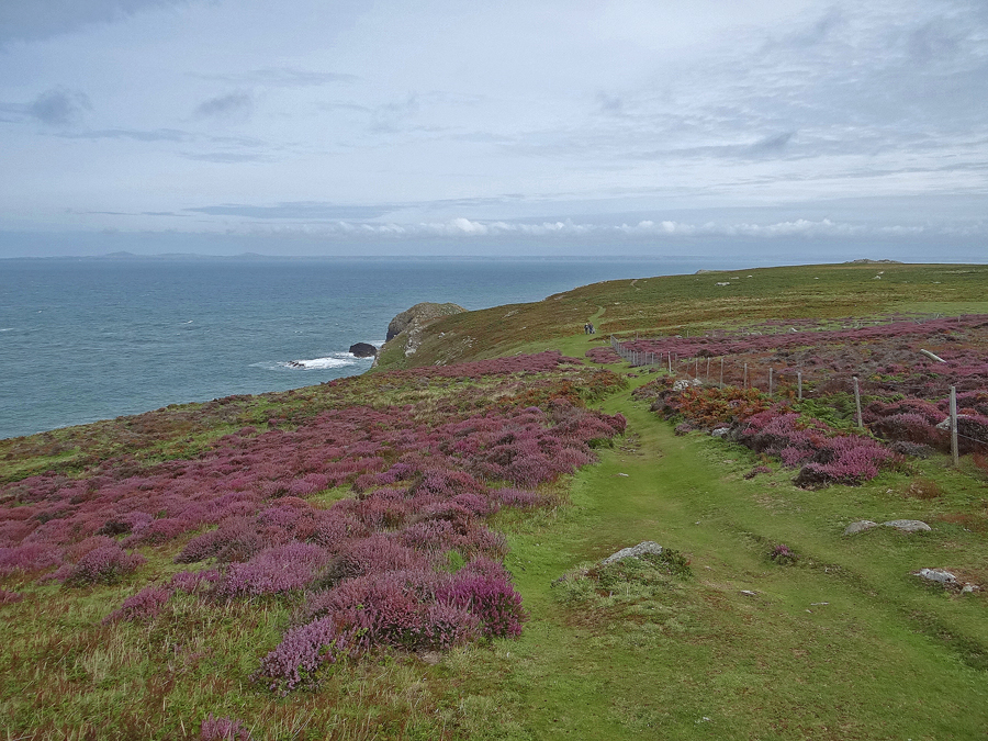 Skomer Pais de Gales-AdV (9)