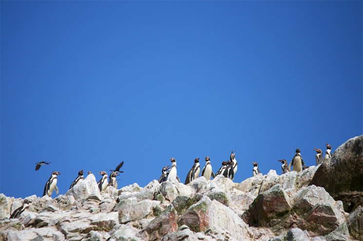 paracas_adv_pinguins