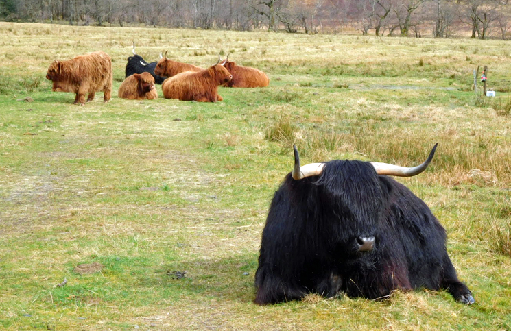 highland coo