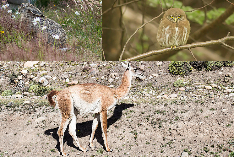 10.lebre-coruja-e-guanaco