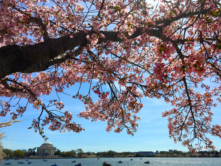 Cerejeiras em Washington DC