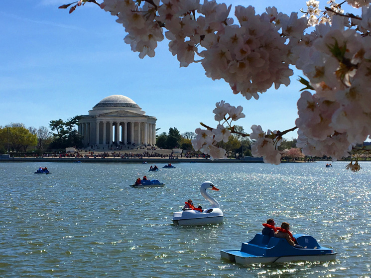 cherry blossoms