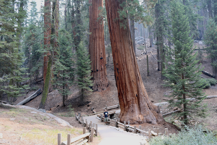 Sequoias NP 3