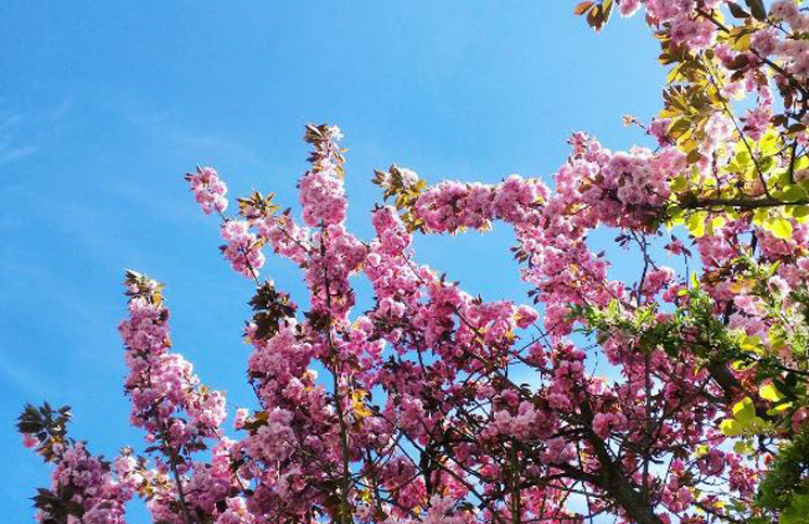 Primavera em Londres