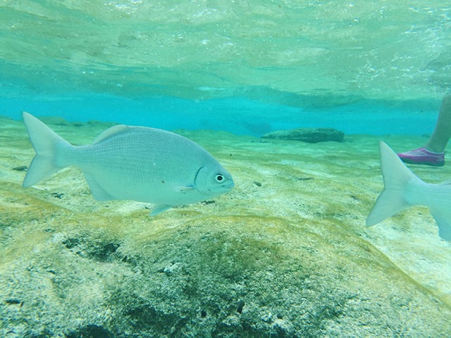 San-Andres-acuario