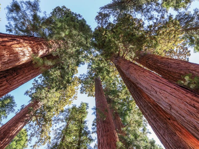 Sequoia national park california