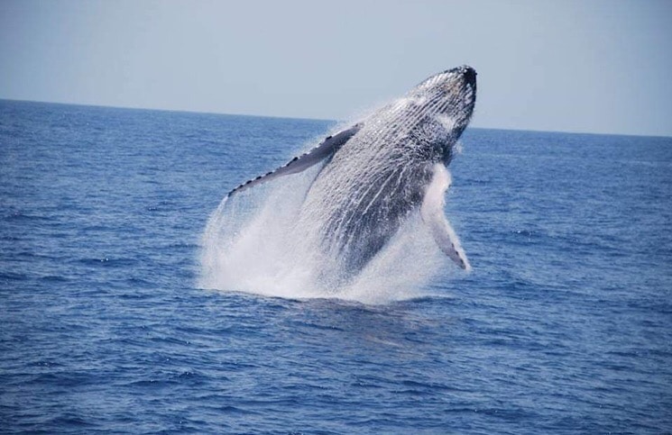 Baleia Jubarte em Porto Seguro Bahia