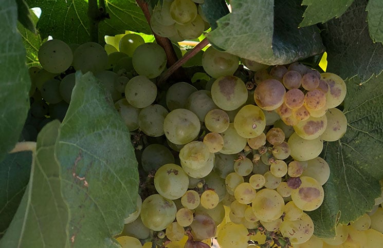 UVAS_VINICOLAS