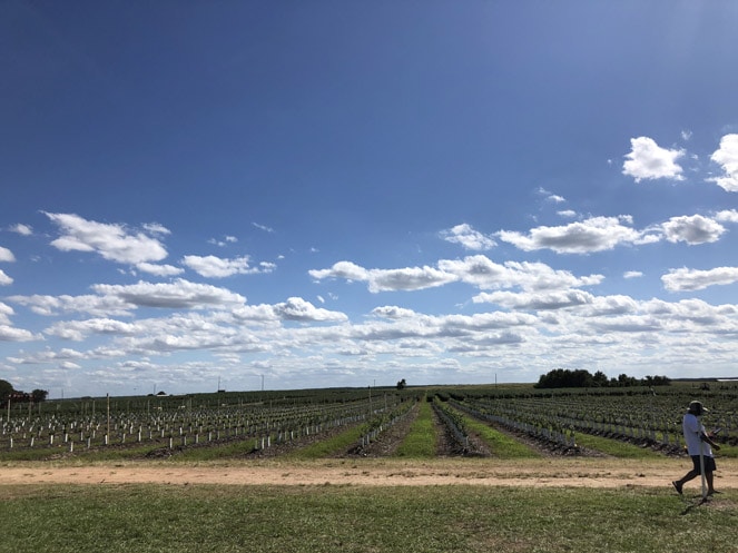 campos de blueberries