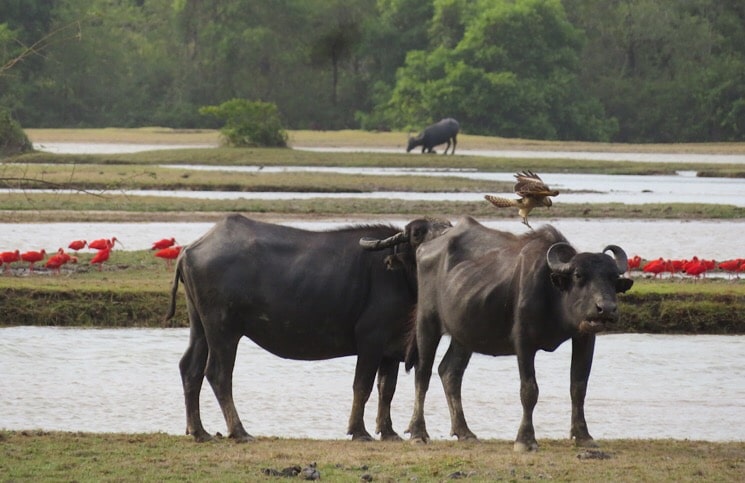 Fazenda bom Jesus ilha do marajo 